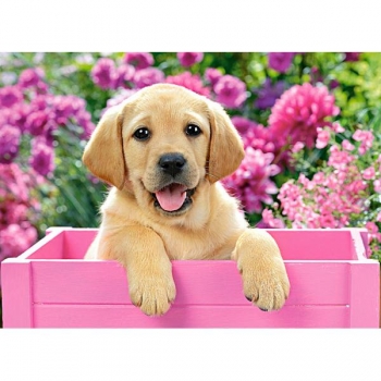 Puzzle 300 PREMIUM Labrador Puppy in Pink  Castor